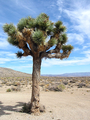 Foto Lone Pine - Panamint Springs